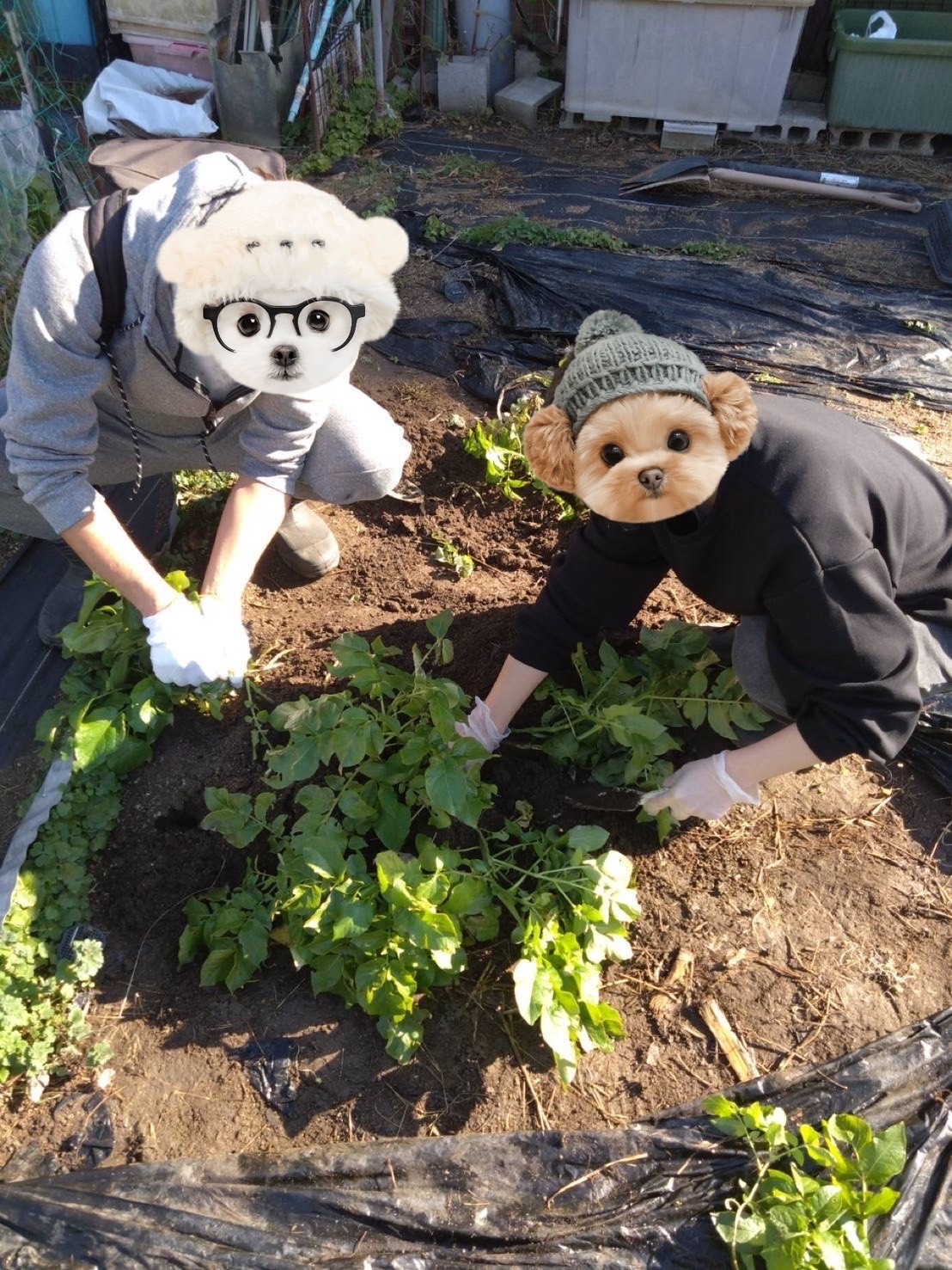 2025/12/23 はたけ