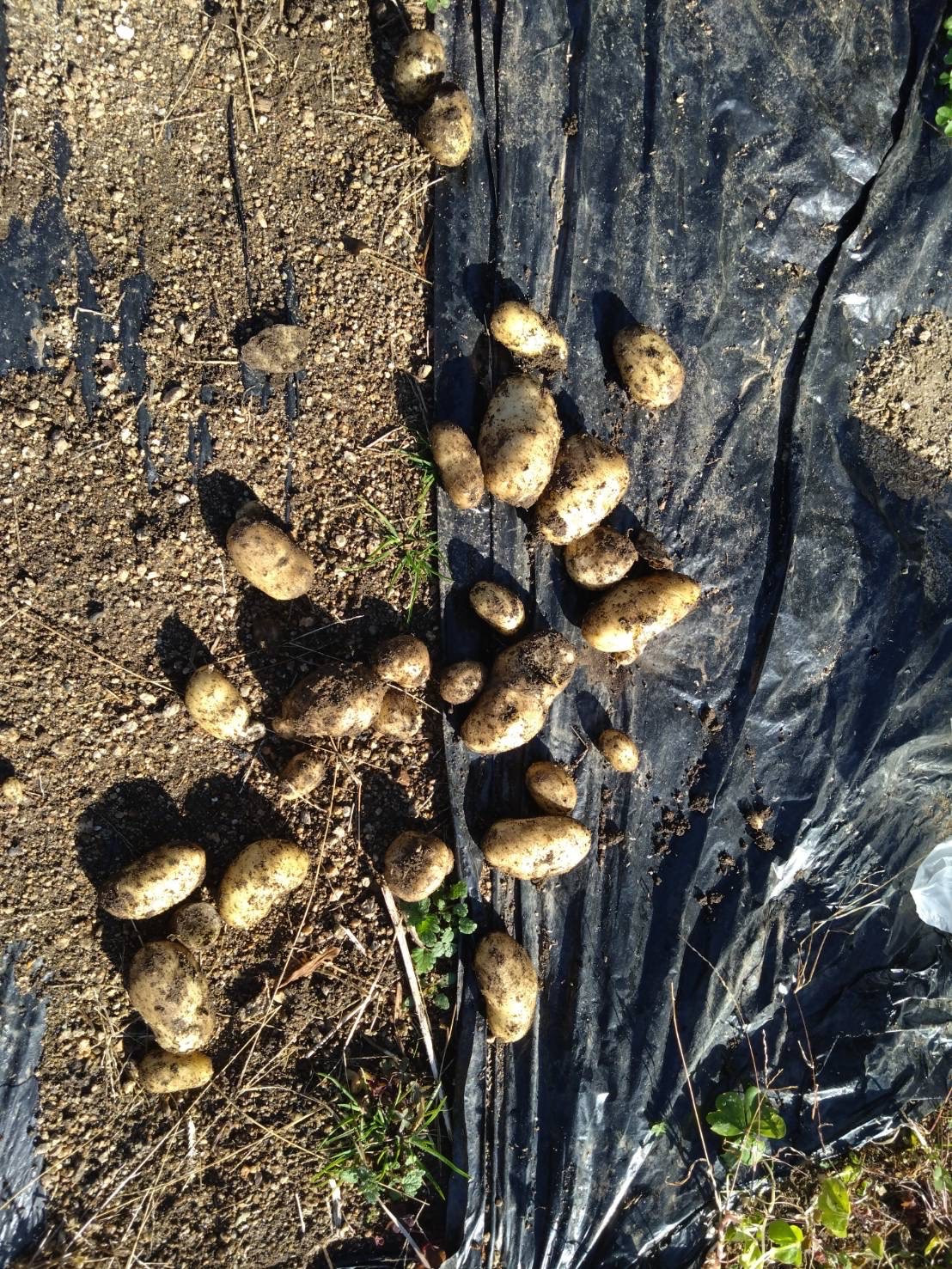 2025/12/25  はたけの時のジャガイモ