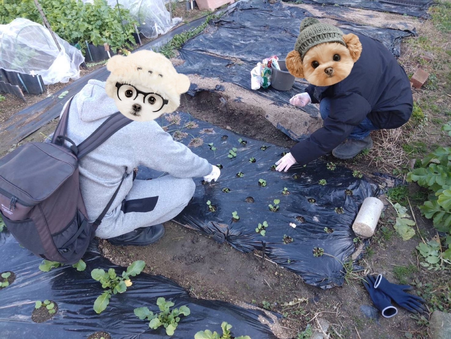 2026/1/7  　　はたけ大根　間引き