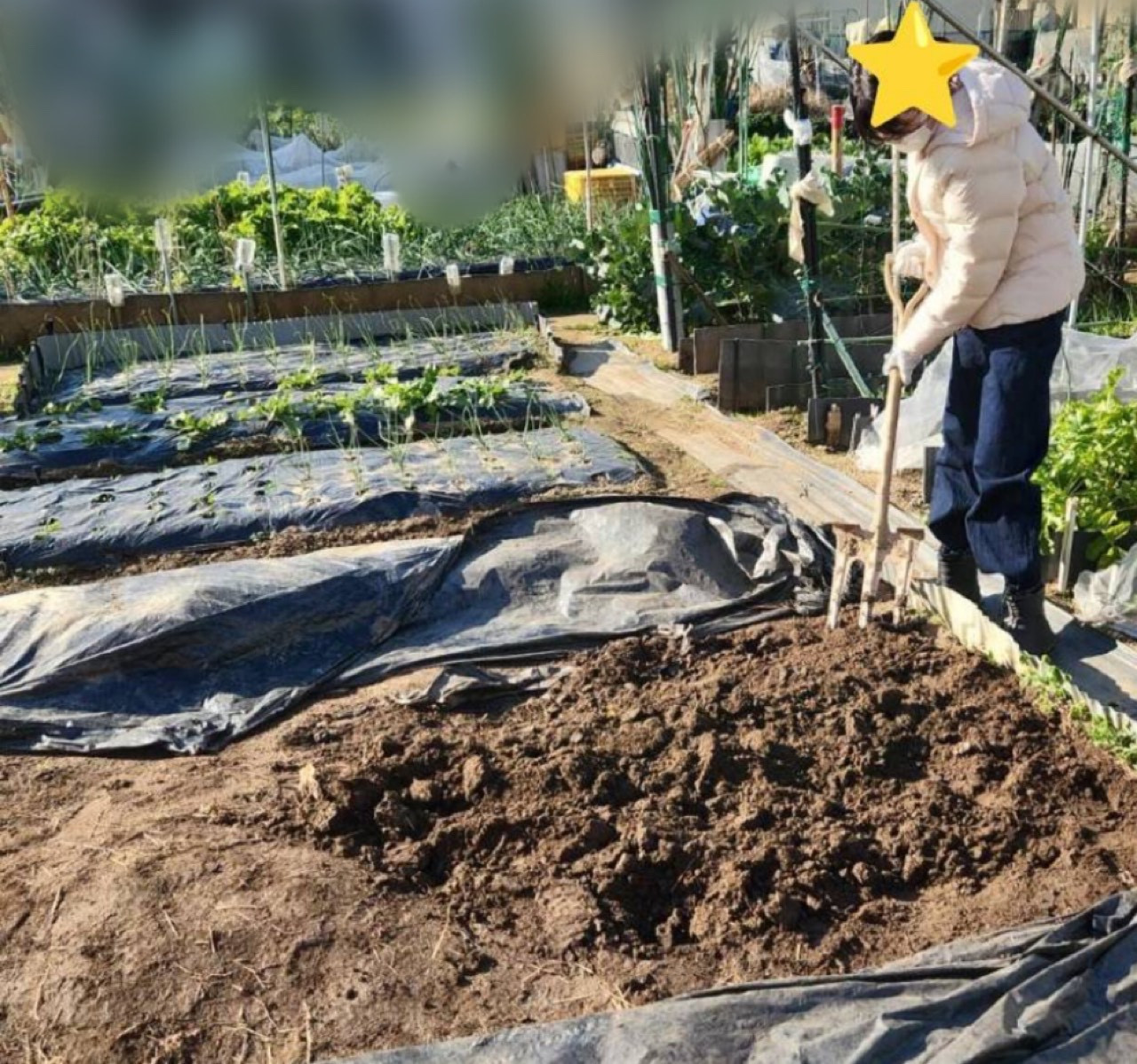 2026/1/23 午後からはたけ