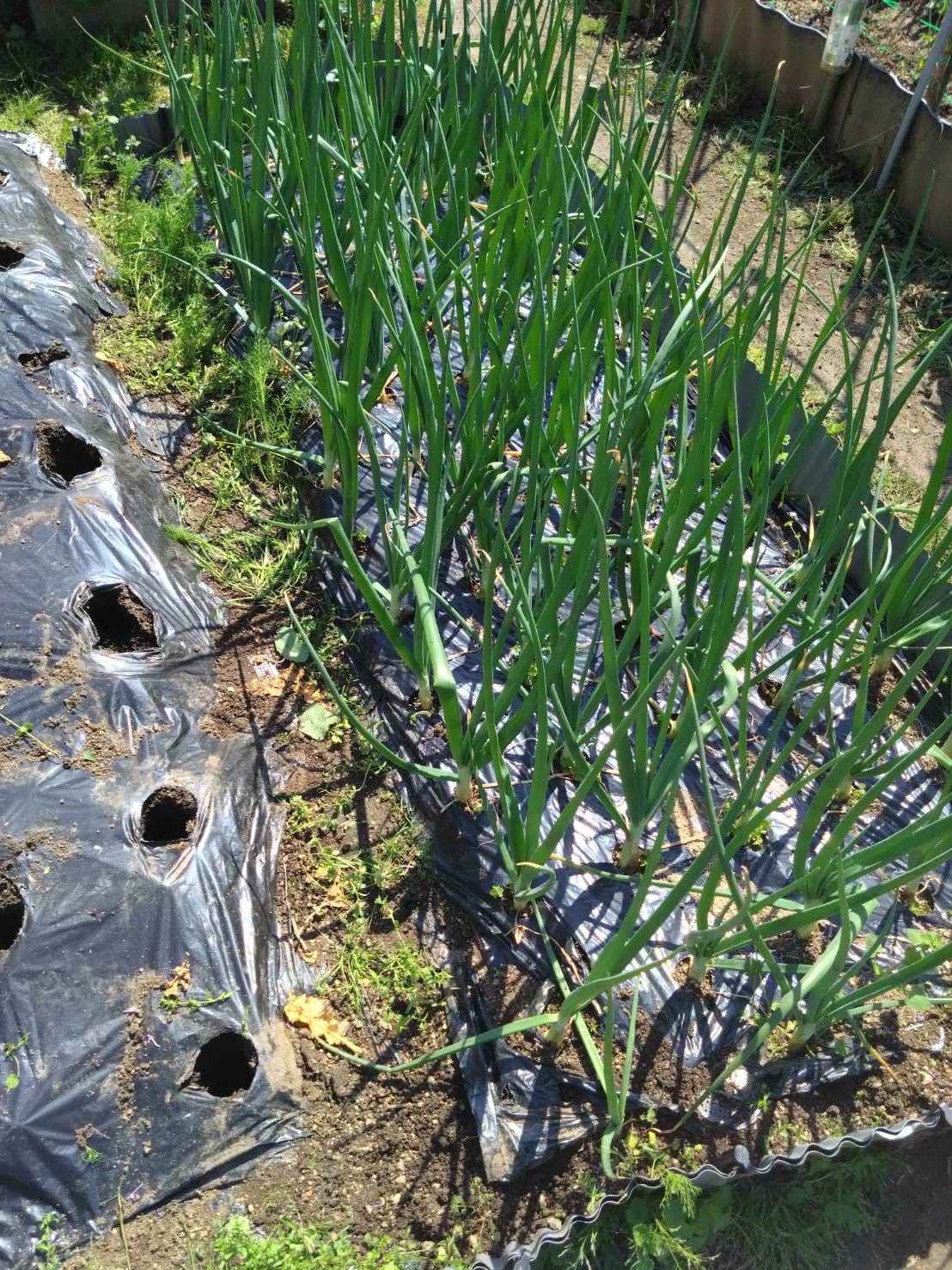 2026/4/7　　畑の状態