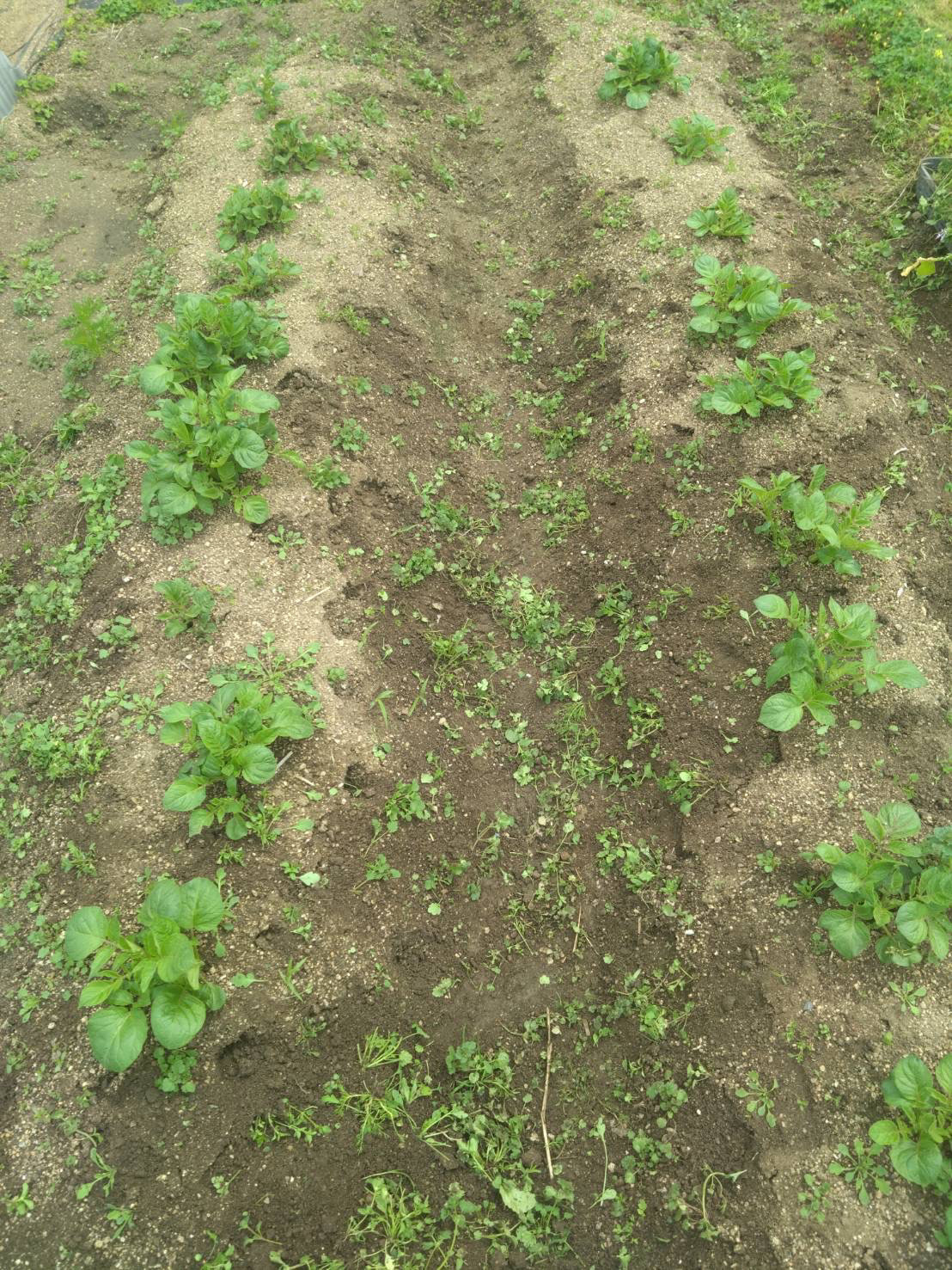 2026/4/10　ジャガイモ