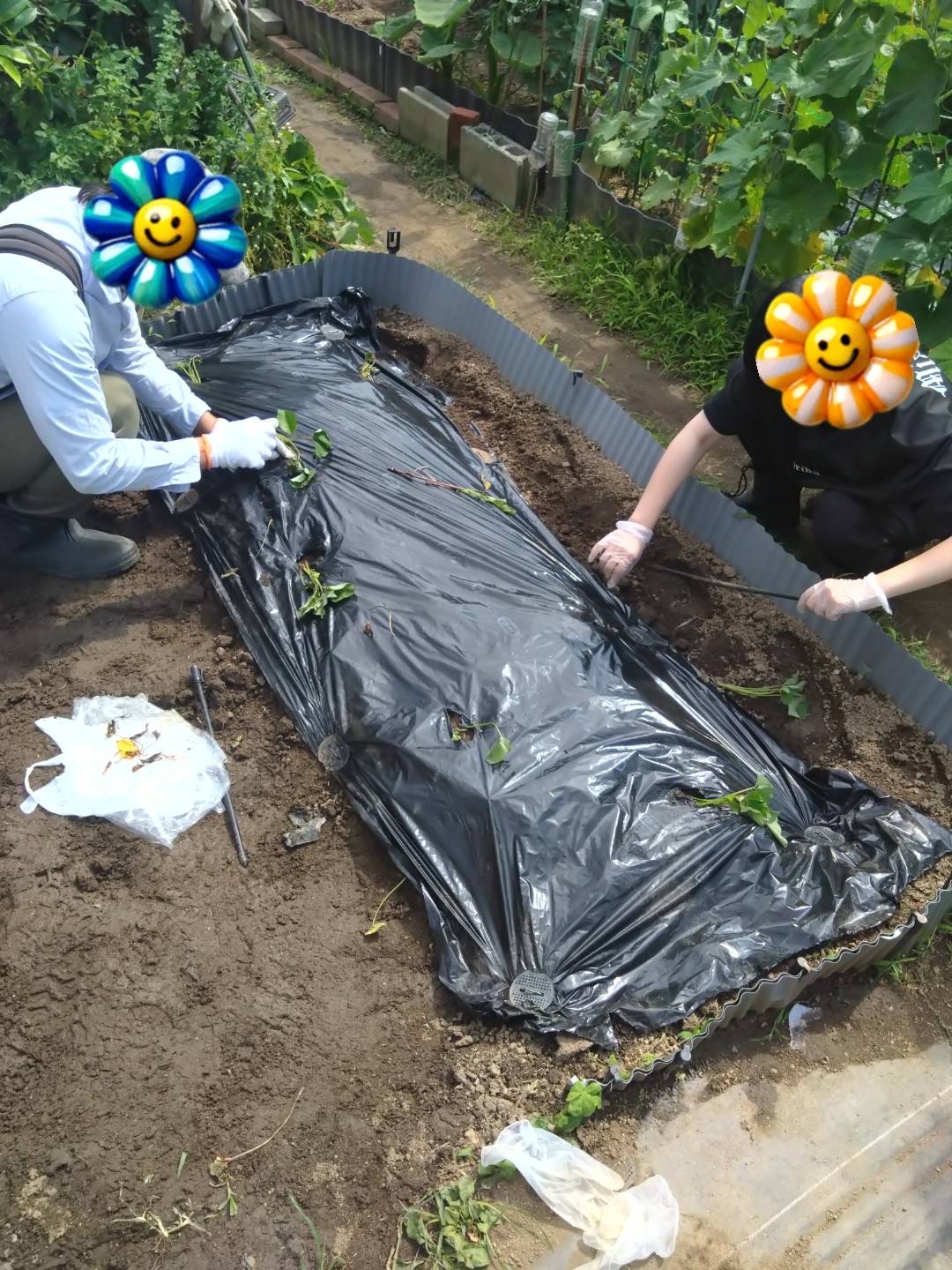 2026/6/11　　はたけの写真