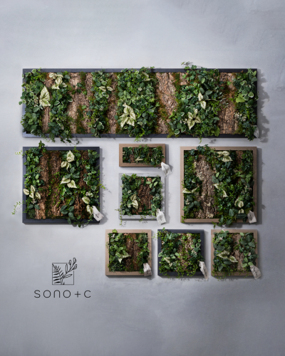 「SONO+C」デビュー