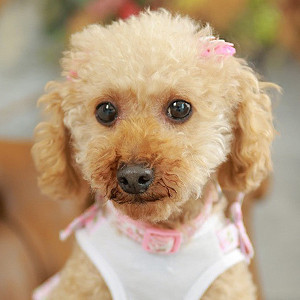 ワンちゃん撮影会