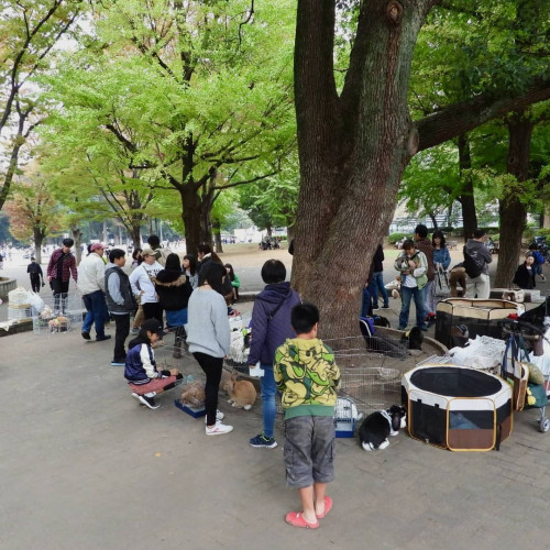 フレンチロップうさんぽ会のお知らせ
