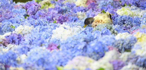 紫陽花と鴨