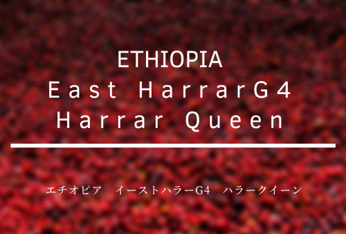 エチオピア イーストハラーG4 ハラークイーン発売