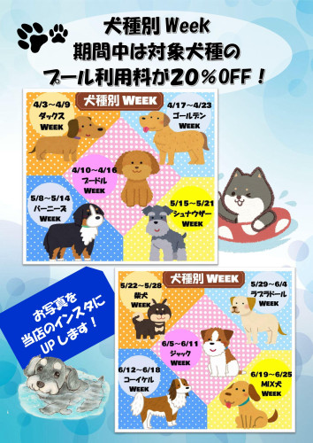 プール犬種別Weekキャンペーン　第1弾はダックスフンド！