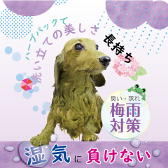 https___www.naturalanimalcare.co.jp_2019_wp-content_uploads_2021_07_June_Shikke.png
