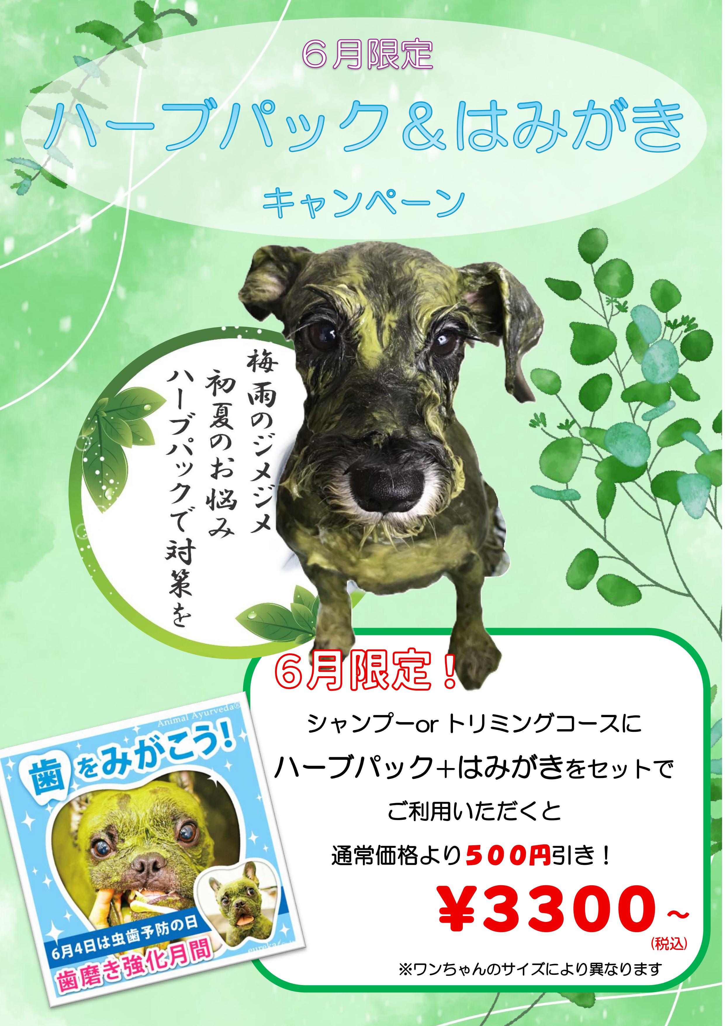 ６月美容キャンペーンはハーブパック＆はみがき！