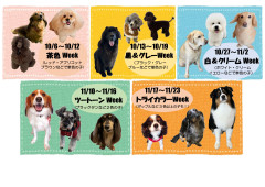 犬種別色別2_01.jpg