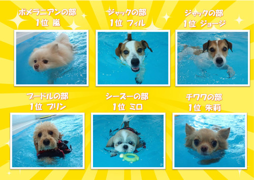 写真犬種別2_01.jpg
