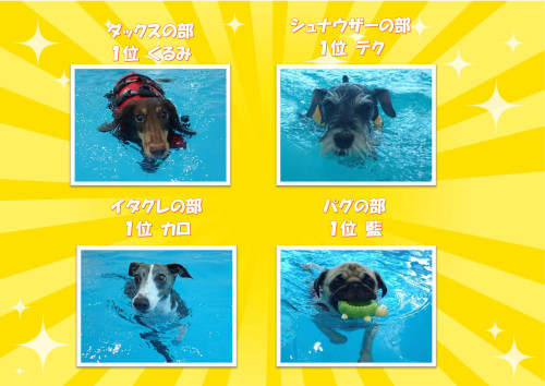 写真犬種別１_01.jpg