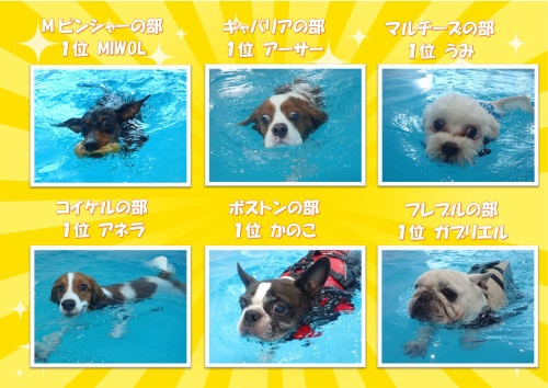 写真犬種別2_01.jpg