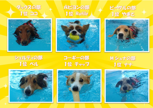 写真犬種別3_01.jpg