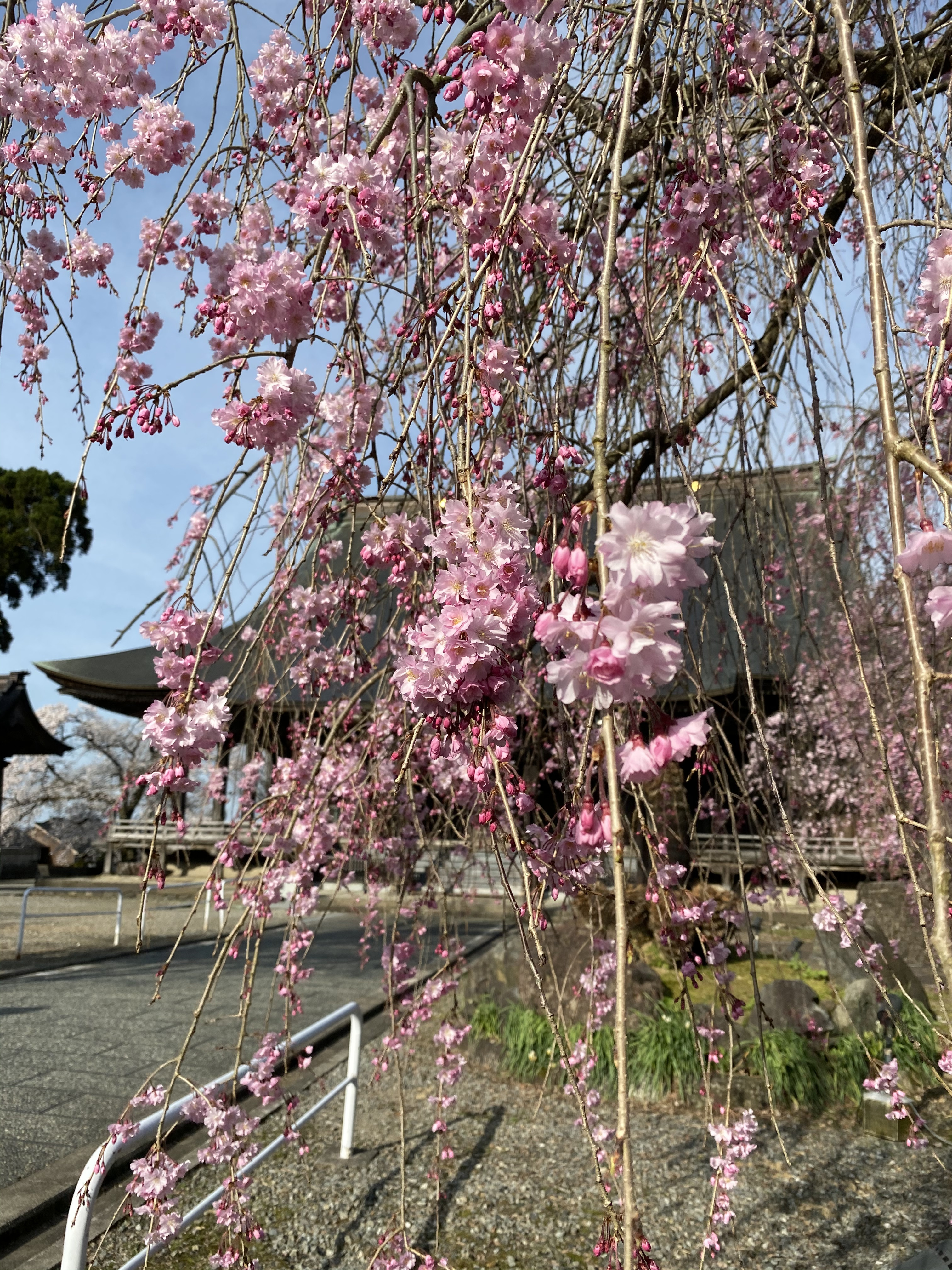 お店が終わって草蓮坂へ