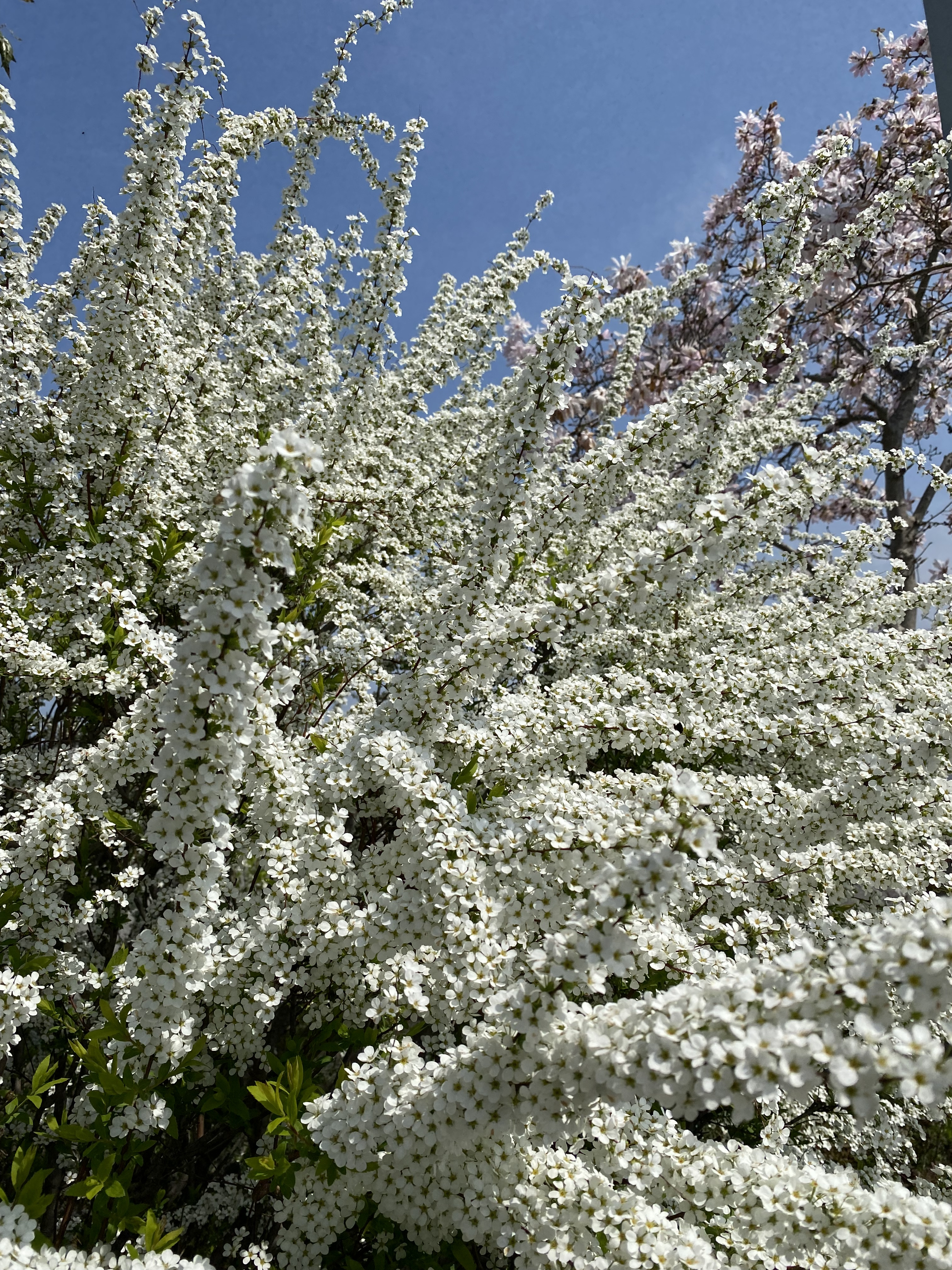 植物園の桜祭