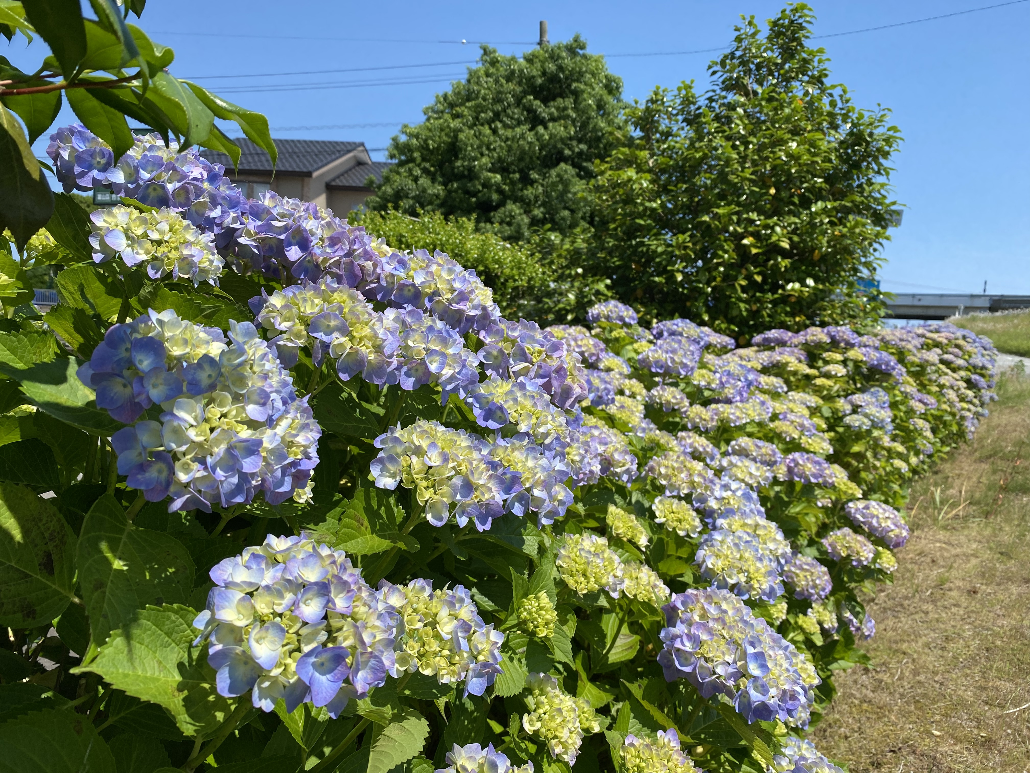 本日の紫陽花