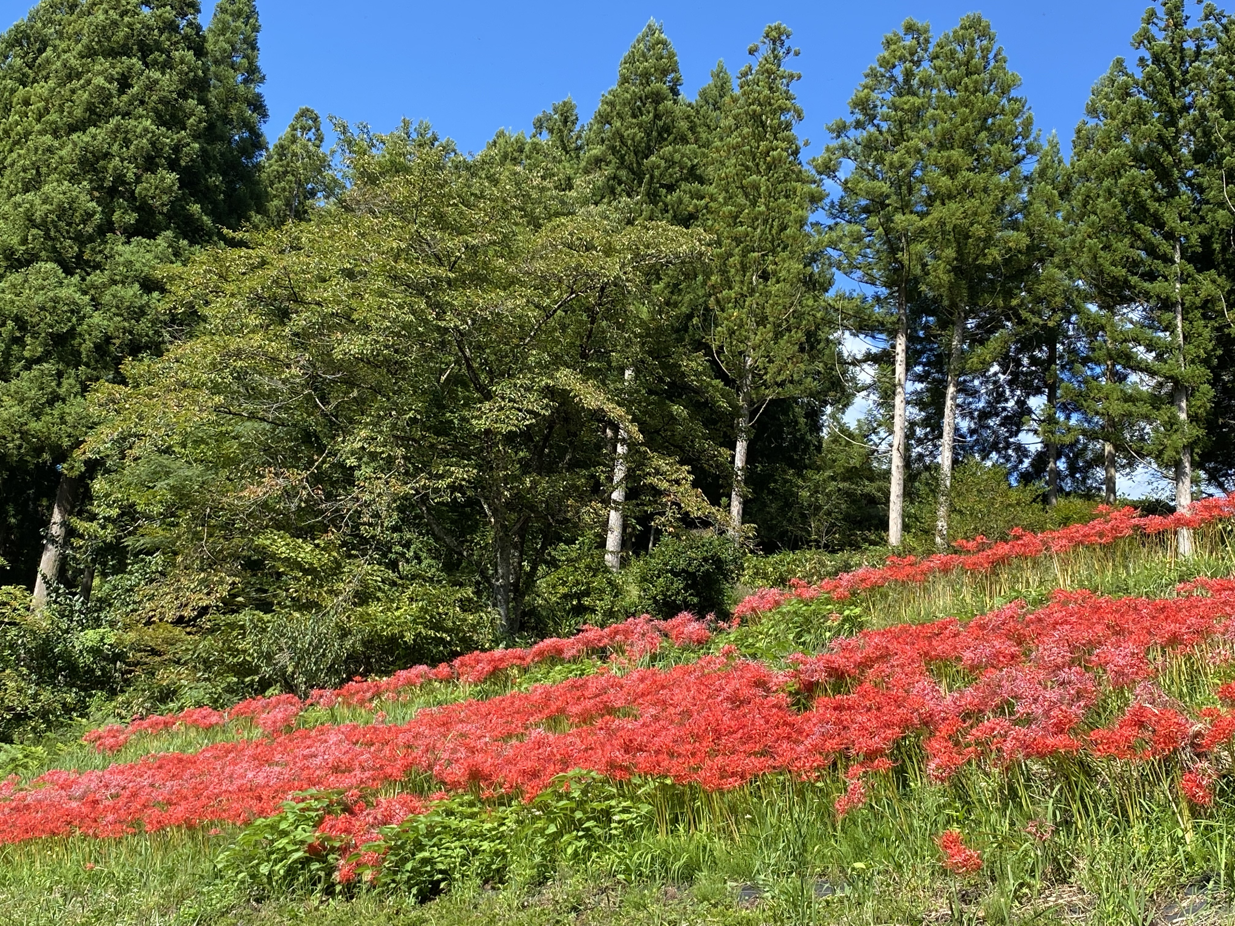 彼岸花