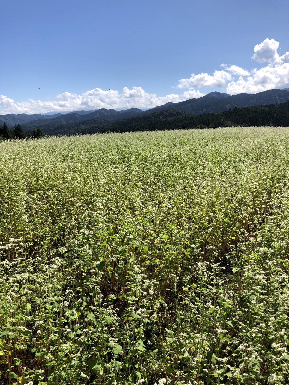 蕎麦の花満開