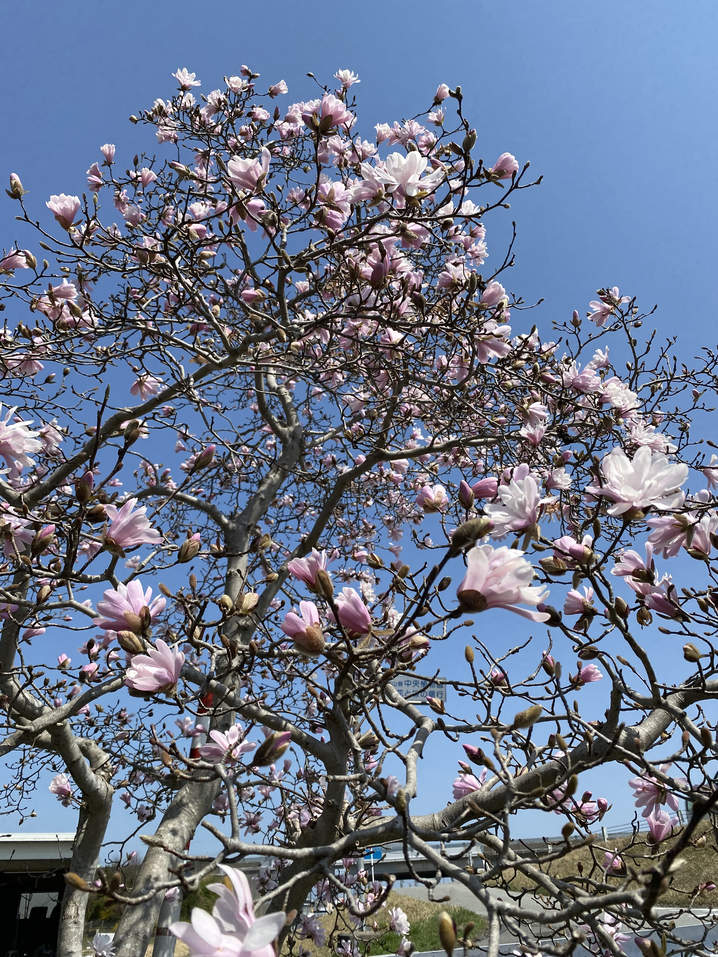 桜の花みのお客様