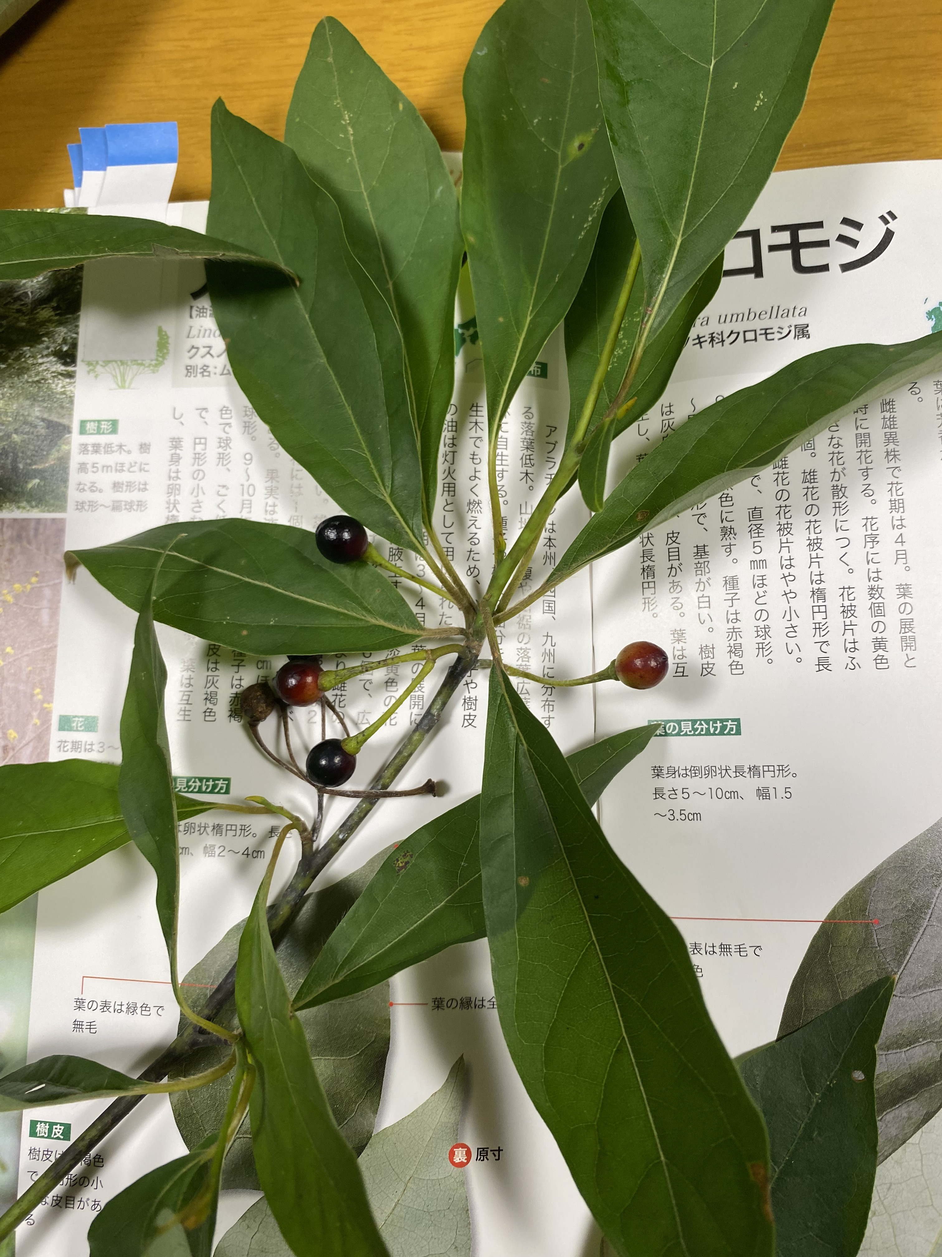 クロモジ