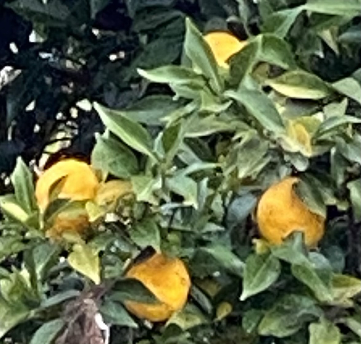 柚子を収穫しています