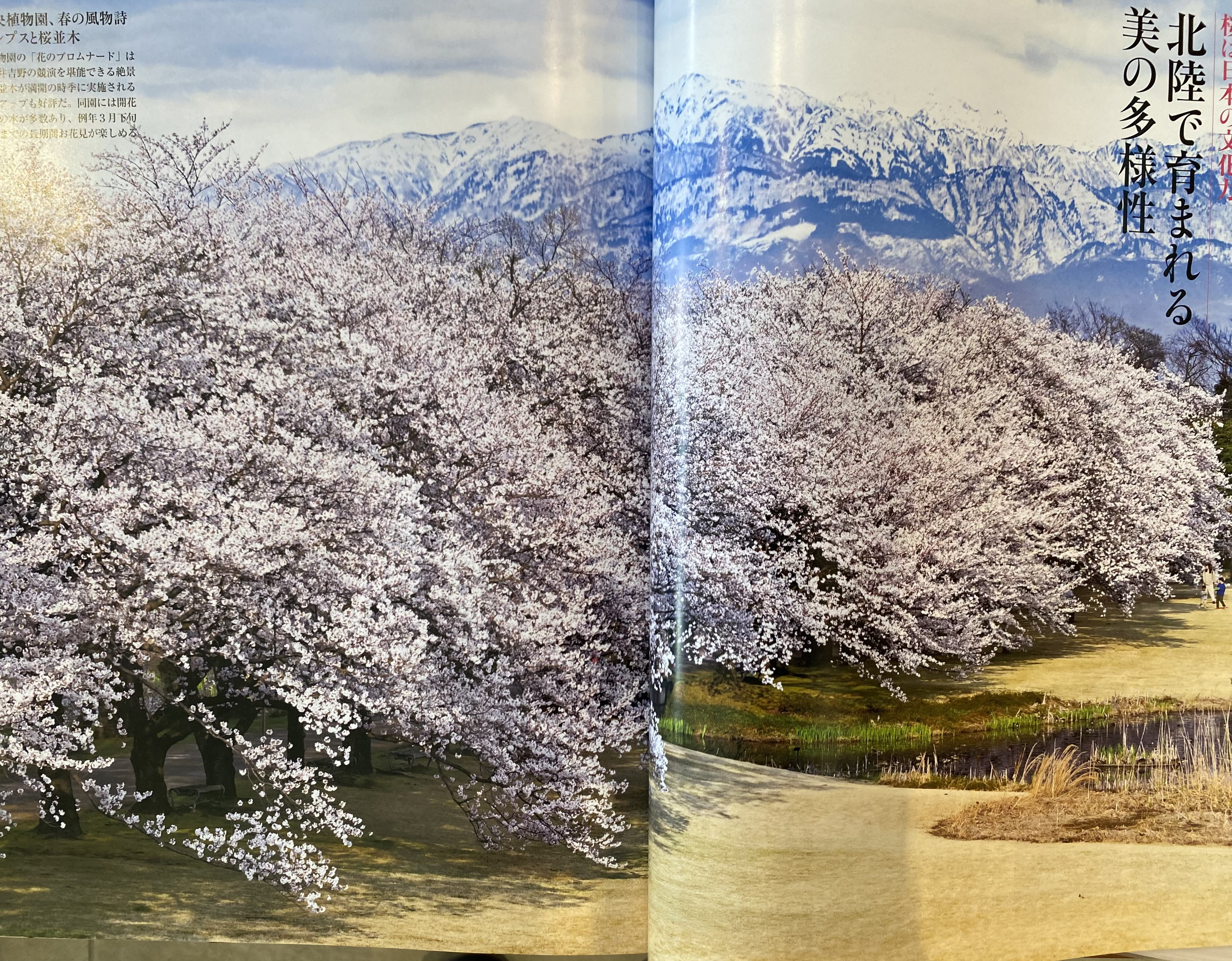 春の訪れ！お隣の植物園で桜祭りが開催されます
