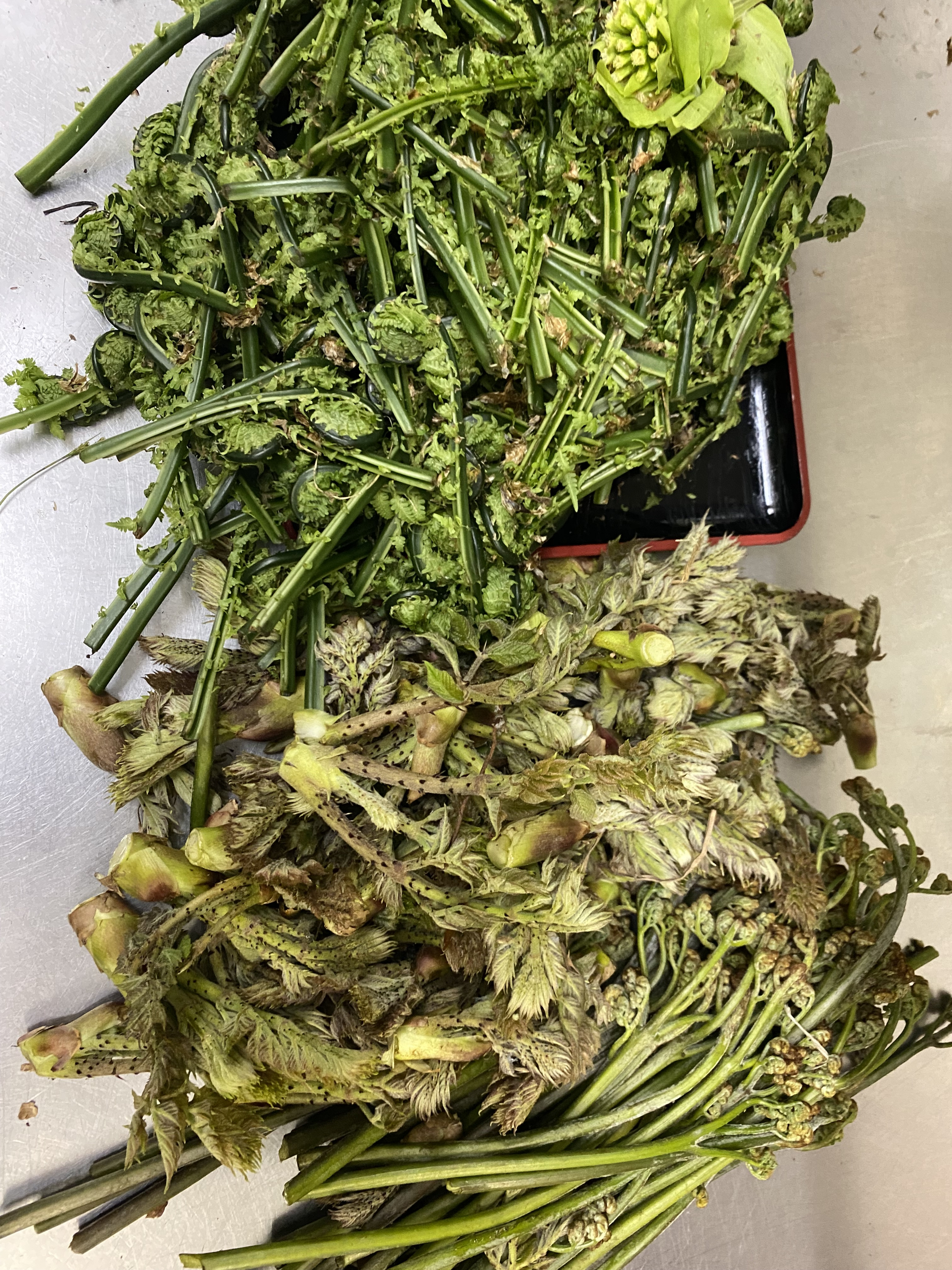 【富山の山幸】春の恵み、採れたて山菜をどうぞ！