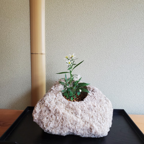 【イベント・体験】 軽石鉢でつくる野菊の寄せ植え（8・9月実施）