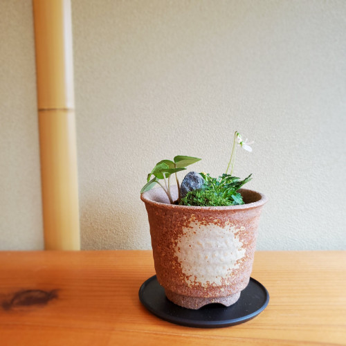 【イベント・体験】春の寄せ植え盆栽づくり（3/9）の予約受付開始しました