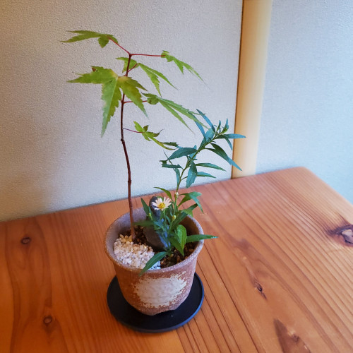 山野草のミニ盆栽づくり