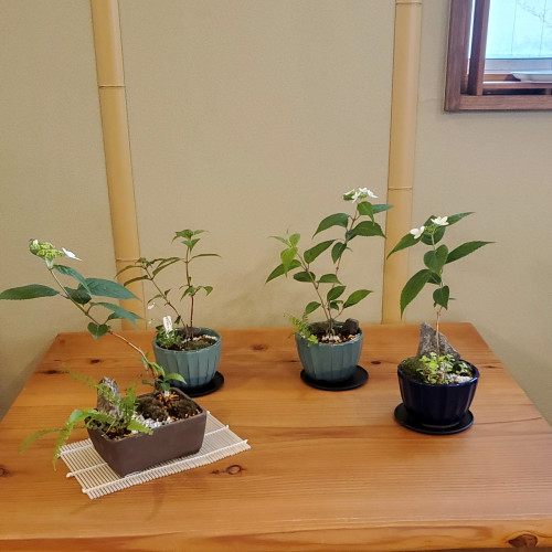 【イベント・体験】ヤマアジサイのミニ盆栽づくり(5/10実施分）予約受付開始しました