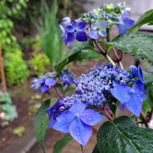 ヤマアジサイのミニ盆栽づくり