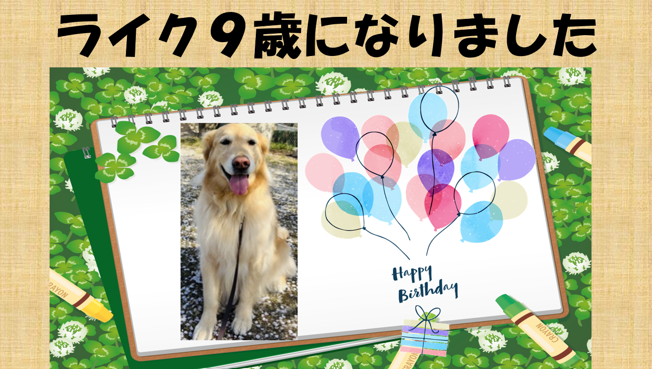 🎊🎊🎊🎊🎊今日で9歳になりました　Happy Birthday to Like!🎊🎊🎊🎊🎊