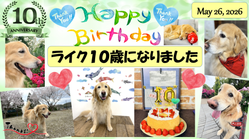 松川電器営業部長ライク、10歳のお誕生日を迎えました！