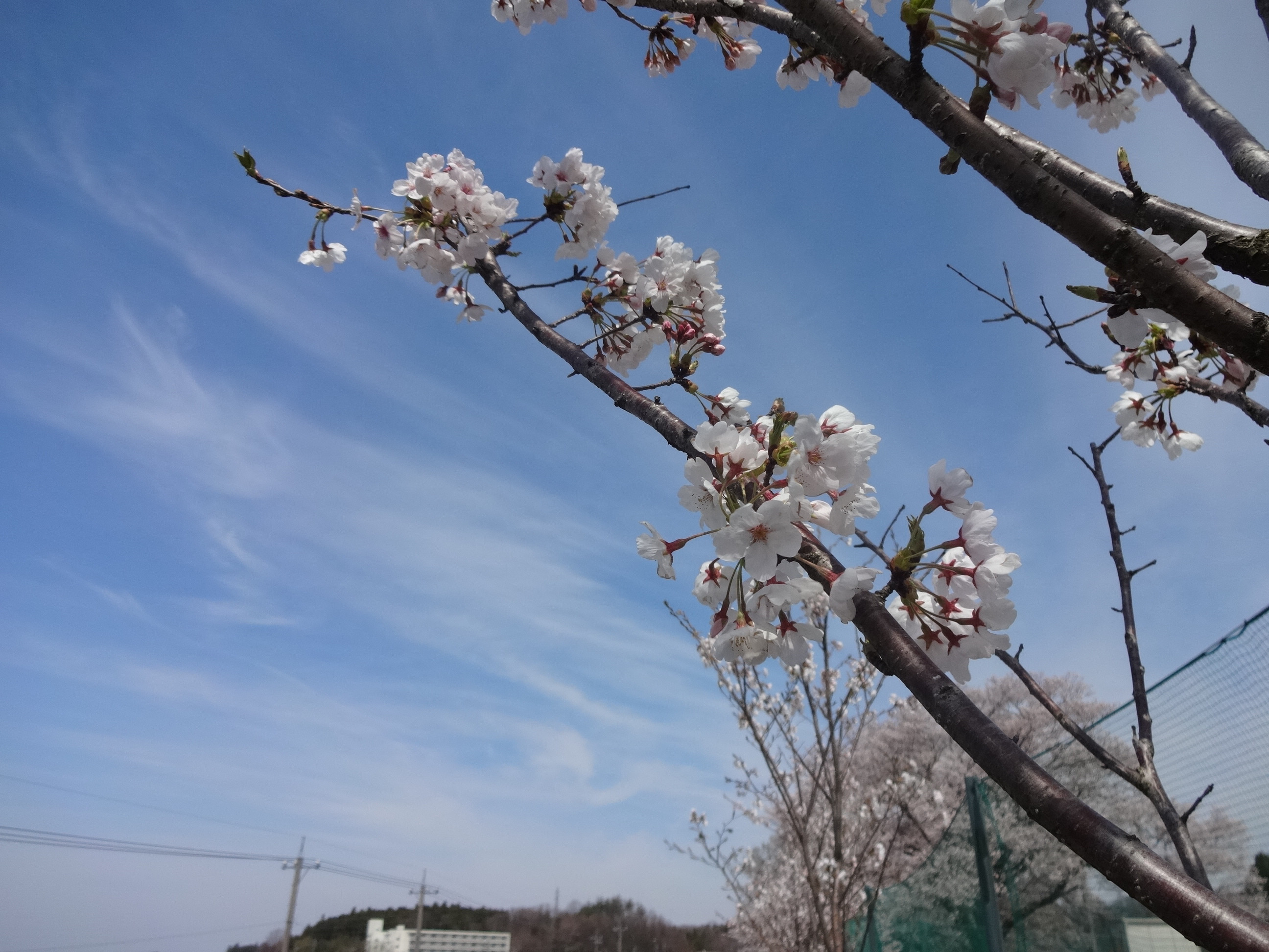 眞桜開花！！