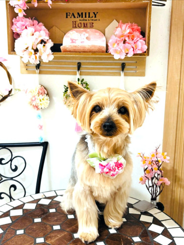 ヨーキーのQooちゃん