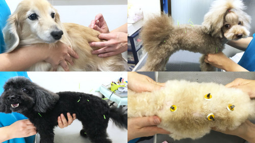 犬のための鍼灸治療