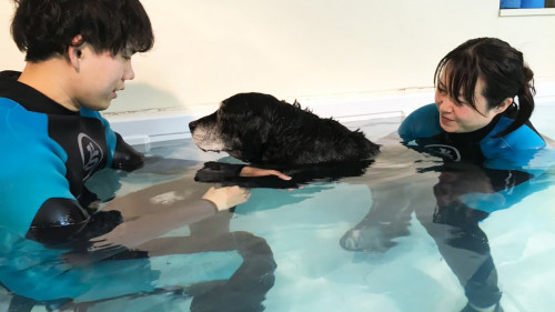 老犬のリハビリのためのプール