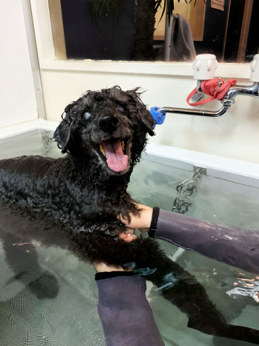 犬の健康維持と運動不足解消のためのプール