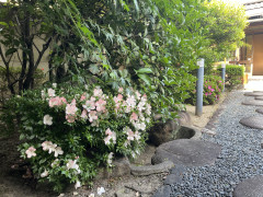 IMG_3490.jpeg