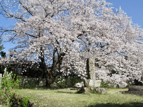 IMG_1133.jpeg