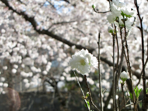 IMG_1139.jpeg