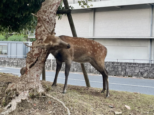 IMG_4271.jpeg