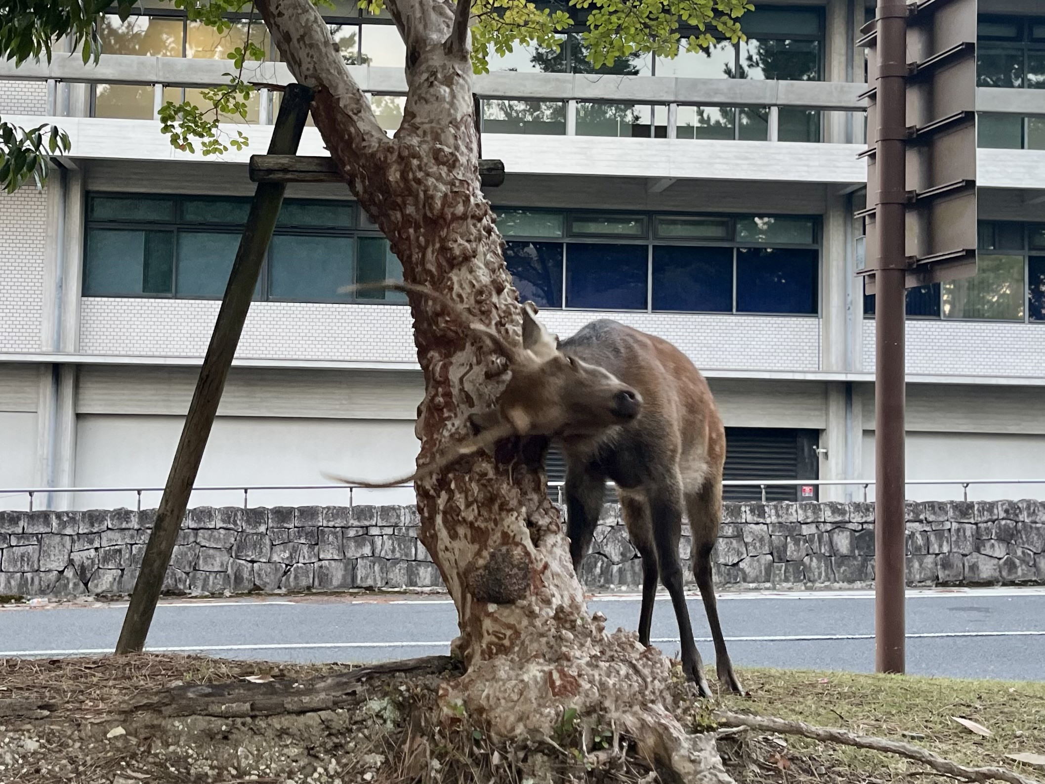 【奈良公園に秋の気配｜雄鹿の角研ぎが始まりました】