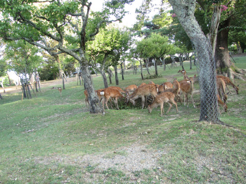 IMG_0180.jpeg