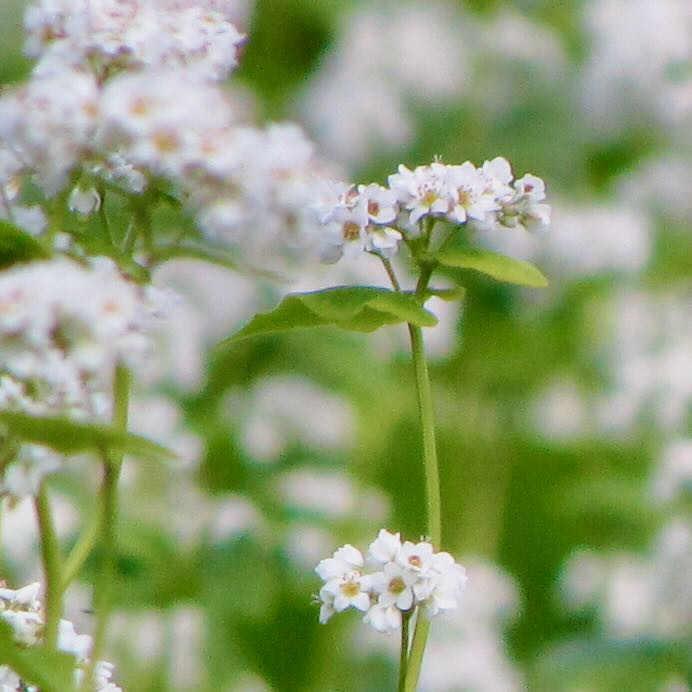 【桜井・笠では、蕎麦の花が見頃を迎えています。】