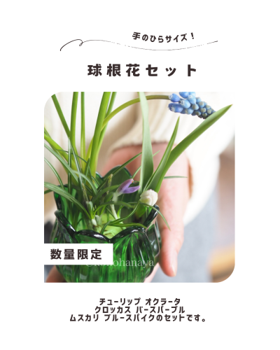 球根花セット販売します
